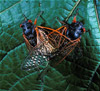 cicadas mating