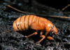 cicada nymph