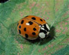 multi-colored asian lady beetle