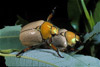 goldsmith beetles