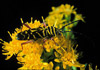 locust borer beetle
