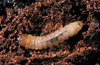 melandryid bark beetle larva
