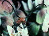 milkweed longhorn beetle
