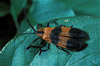 net winged beetle