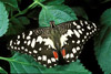 checkered swallowtail