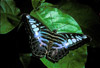 clipper butterfly