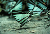 kite swallowtail