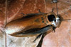 brazilian giant cockroach
