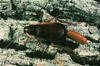 wood cockroach