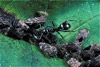 ant tending plant hoppers