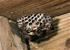 paper wasps w/ nest