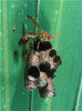 paper wasps w/ nest