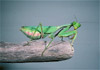 african mantis