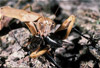 chinese mantis