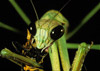 grasshoppers, mantises, walking sticks and katydids