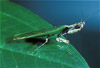 malasian mantis