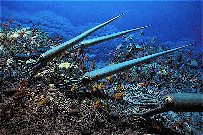 Silurian Tropical Reef