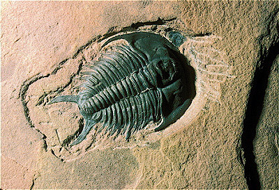Trilobite (Fossil)