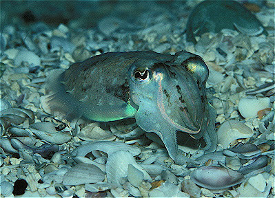 European Cuttlefish