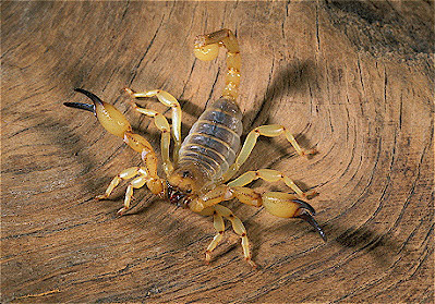 Swollen-Stinger scorpion