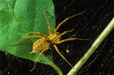 Funnelweb Spider