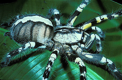 Indian Ornamental Tree Spider
