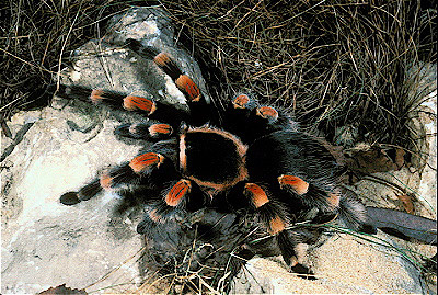 mexican red kneed tarantula
