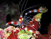 banded coral shrimp