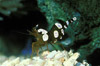 chocolate anemone shrimp