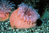 volute anemone