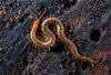 pictures of myriapods
