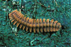 polydesmid millipede