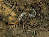 scolopendromorph centipede