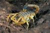 giant israeli scorpion