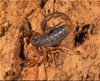 madagascar dwarf scorpion