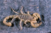 sand scorpion