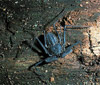 tailess whip scorpion
