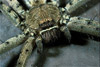 galapagos huntsman spider