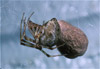 american house spider