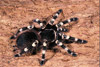 giant white kneed tarantula