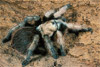 mexican blond tarantula