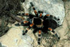 mexican red-kneed tarantula