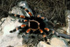 mexican red-kneed tarantula