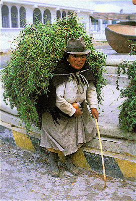 Puruha Woman Carrying Alfalfa