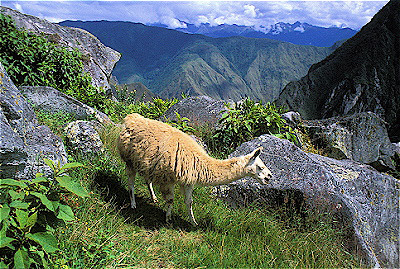 Llama with Andes Mountains