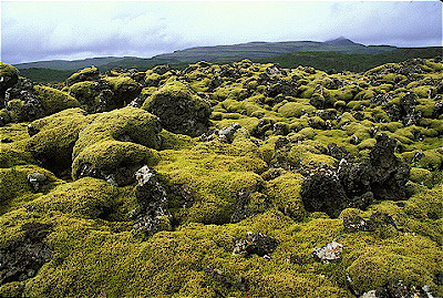 moss covered lava