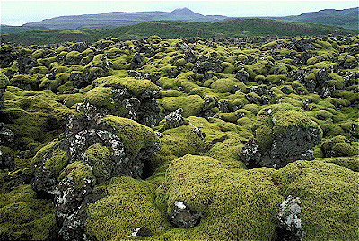 moss covered lava