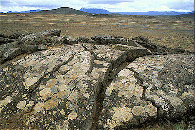 Tundra with Lichen