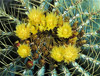 blue barrel cactus