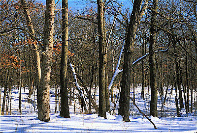 Deciduous Forest in Winter